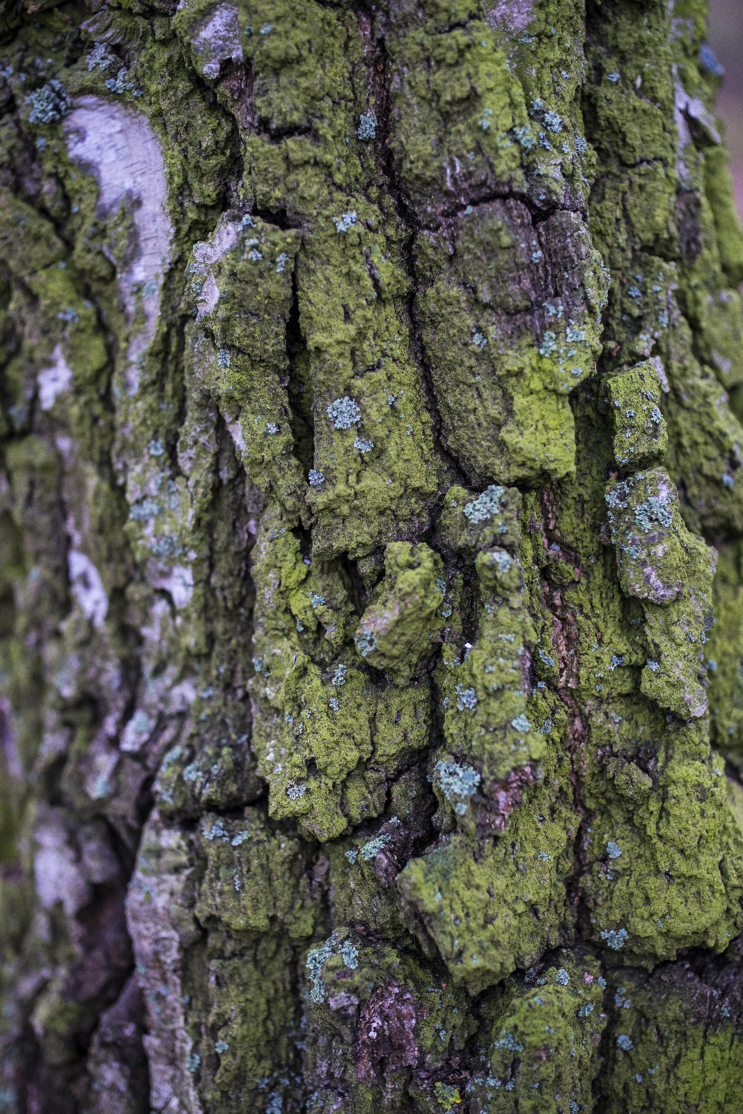 Bark