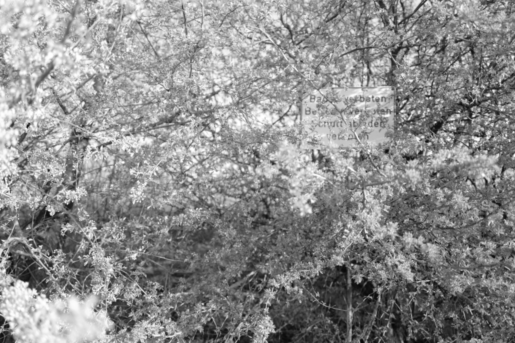 AM20200405 07475314201