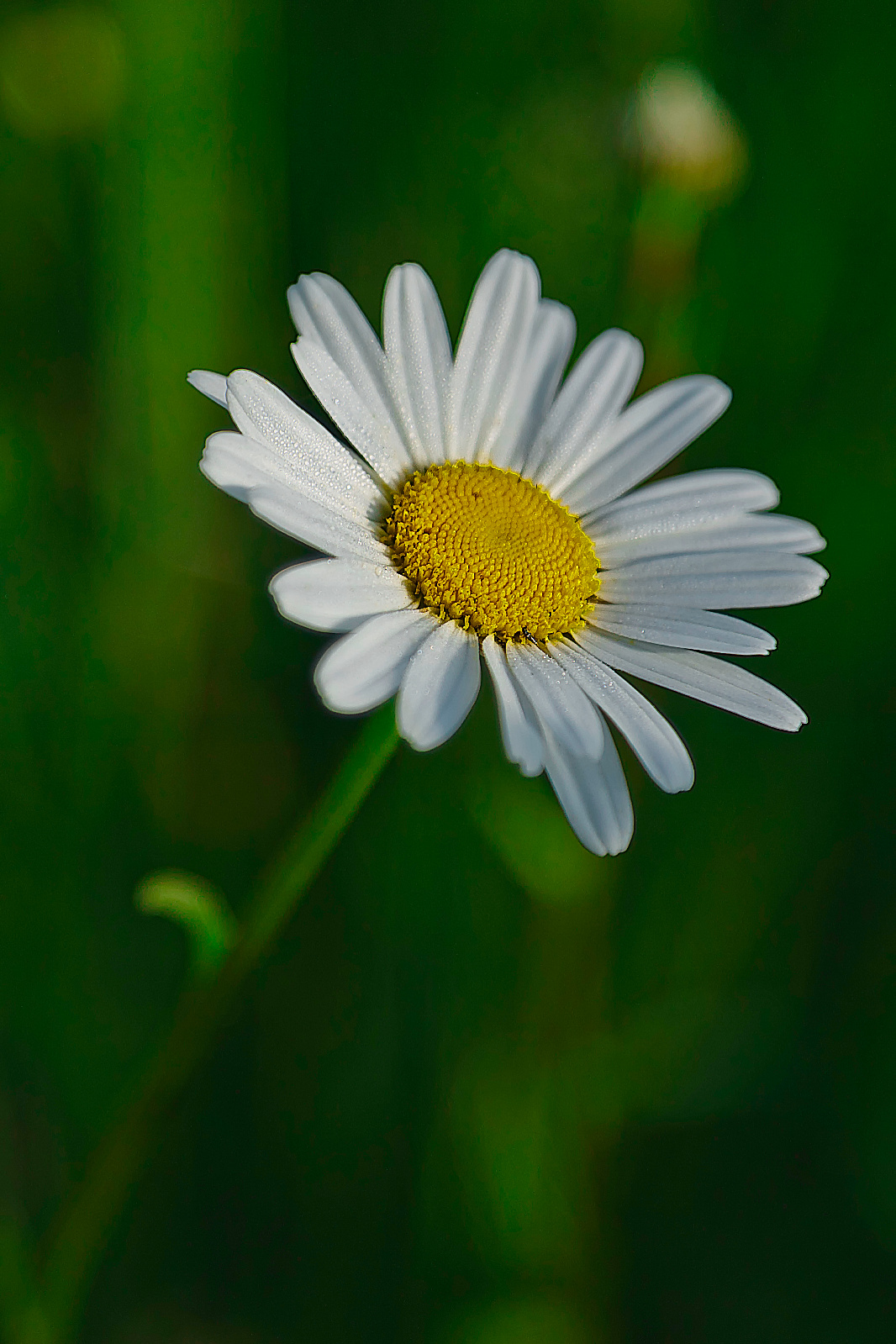 Leucanthemum