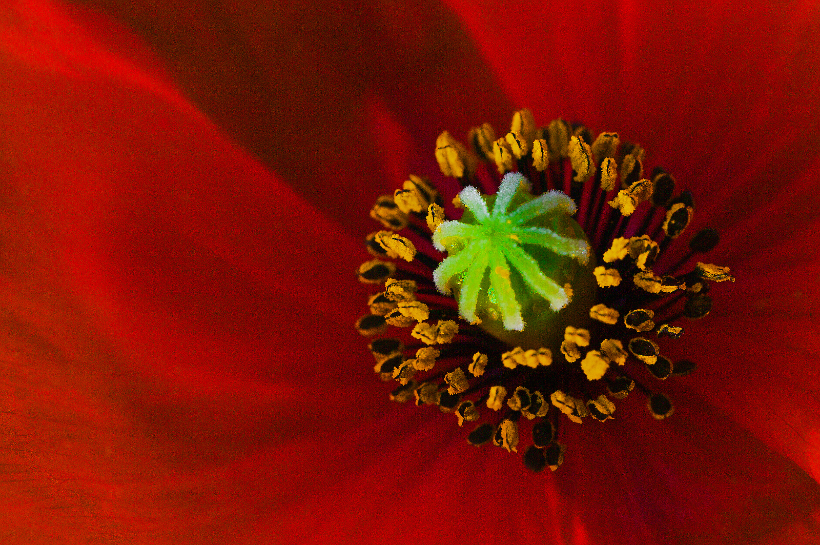 Mohn